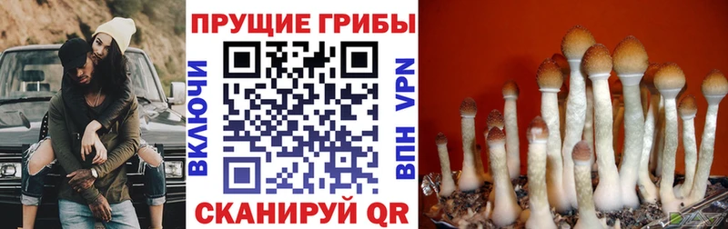 Псилоцибиновые грибы Psilocybine cubensis  мега вход  Аткарск  как найти наркотики 